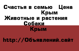 Счастья в семью › Цена ­ 30 000 - Крым Животные и растения » Собаки   . Крым